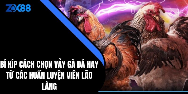 Bí Kíp Cách Chọn Vảy Gà Đá Hay Từ Các huấn luyện viên Lão Làng - zx88 - QIVON