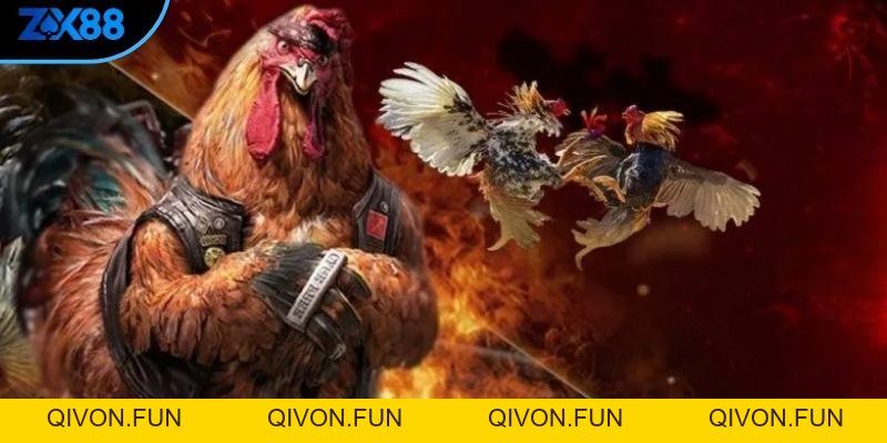 Bí Kíp Cách Chọn Vảy Gà Đá Hay Từ Các huấn luyện viên Lão Làng - zx88 - QIVON